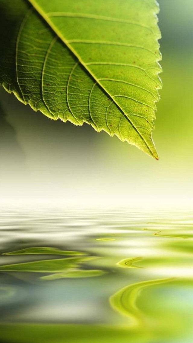 Green leaf floating water blurry free wallpaper for mobile - medium preview image