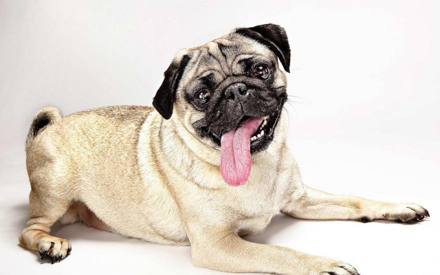 Pug laying down tongue out free wallpaper for desktop - medium preview image