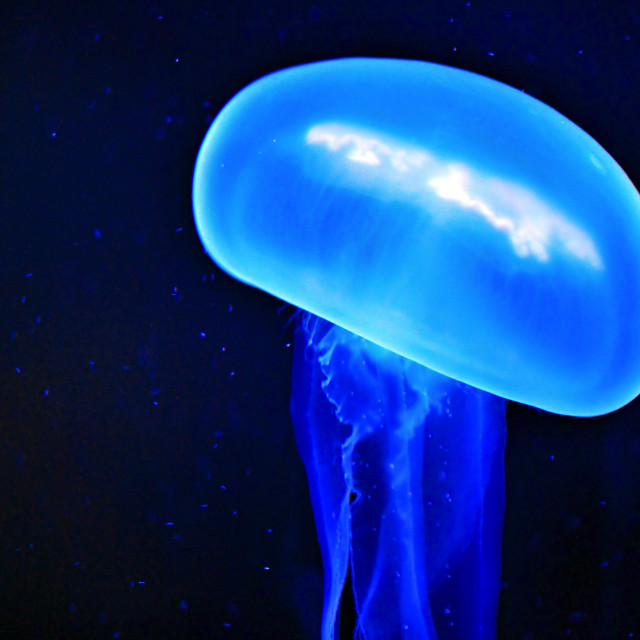 Blue jellyfish night water stars free wallpaper for tablet - medium preview image