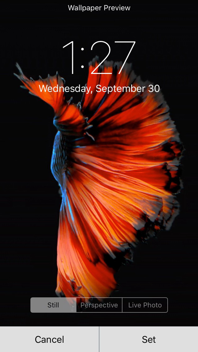 Red blue fish event date free wallpaper for mobile - medium preview image