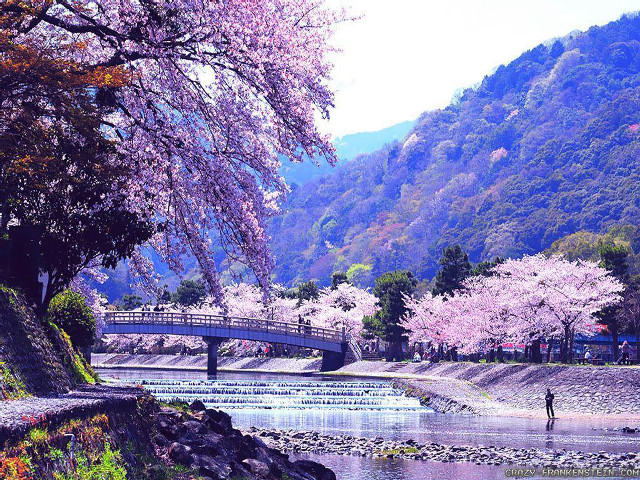 Man riverbank bridge cherryblossoms mountain #2 free wallpaper for desktop - medium preview image