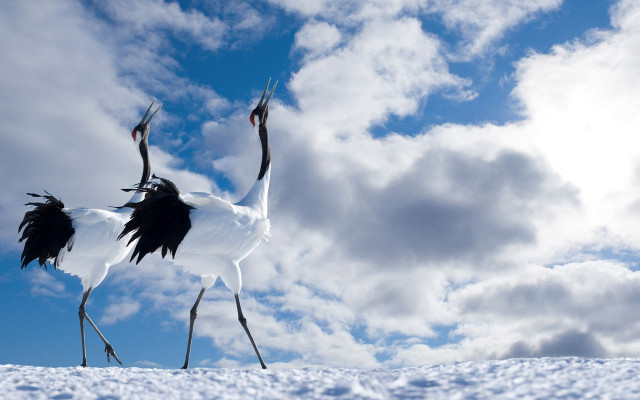 Two birds snow legs spread #2 free wallpaper for desktop - medium preview image