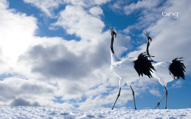 Two birds snow legs spread free wallpaper for desktop - medium preview image