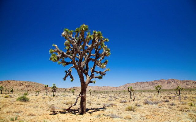 Large cactus tree desert landscape free wallpaper for desktop - medium preview image