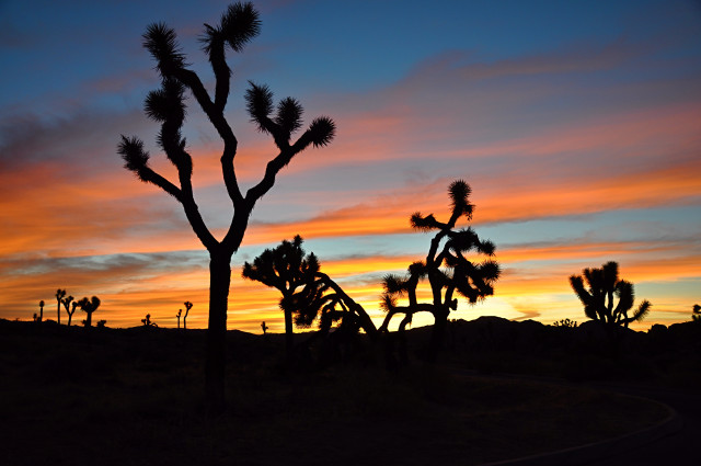 Sunset silhouette tree road clouds free wallpaper for desktop - medium preview image