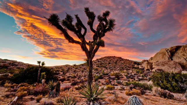 Large cactus tree desert sunset free wallpaper for desktop - medium preview image