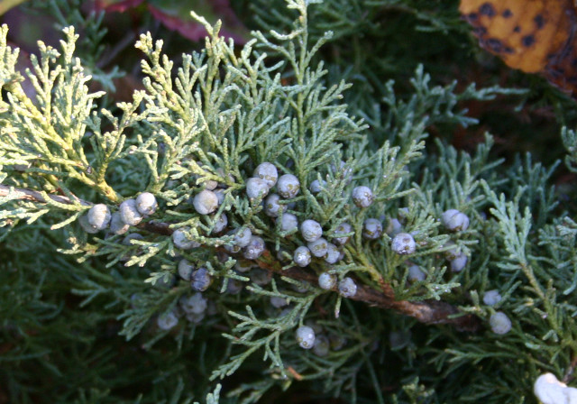 Tree closeup blue berries branches free wallpaper for desktop - medium preview image