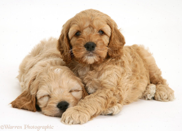 Puppies cuddling white background studio free wallpaper for desktop - medium preview image