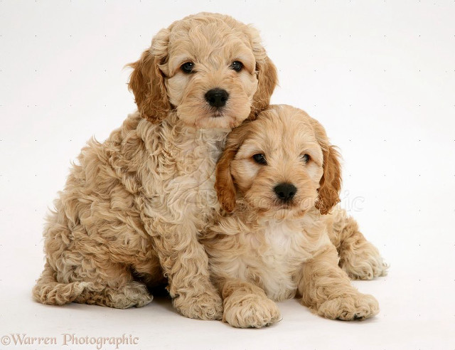 Puppies sitting white background image free wallpaper for desktop - medium preview image