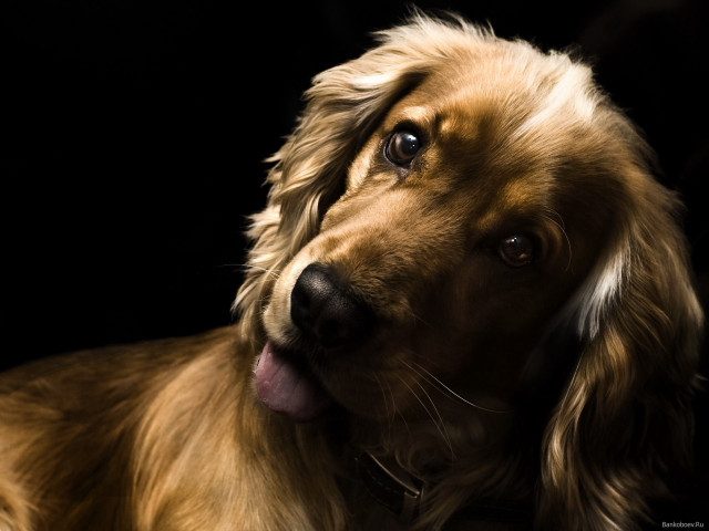 Dog tongue out looking camera free wallpaper for desktop - medium preview image