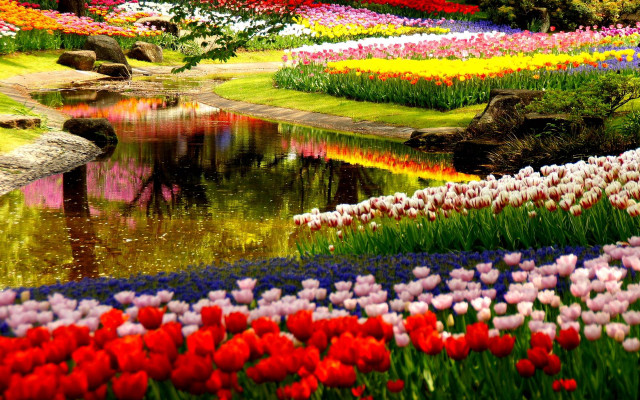 Field flowers pond rainbow colorful free wallpaper for desktop - medium preview image