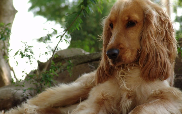 Dog laying grass tree rock #2 free wallpaper for desktop - medium preview image
