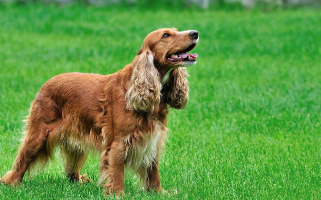 Dog standing field grass mouth free wallpaper for desktop - medium preview image