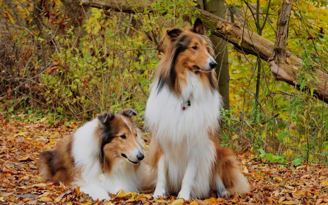 Two dogs sitting leaves woods free wallpaper for desktop - medium preview image