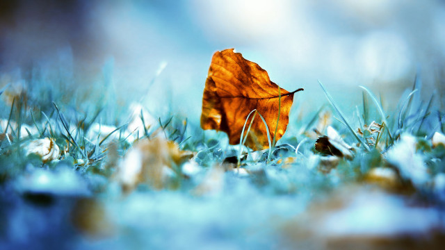 Leaf grass snow foreground nature free wallpaper for desktop - medium preview image