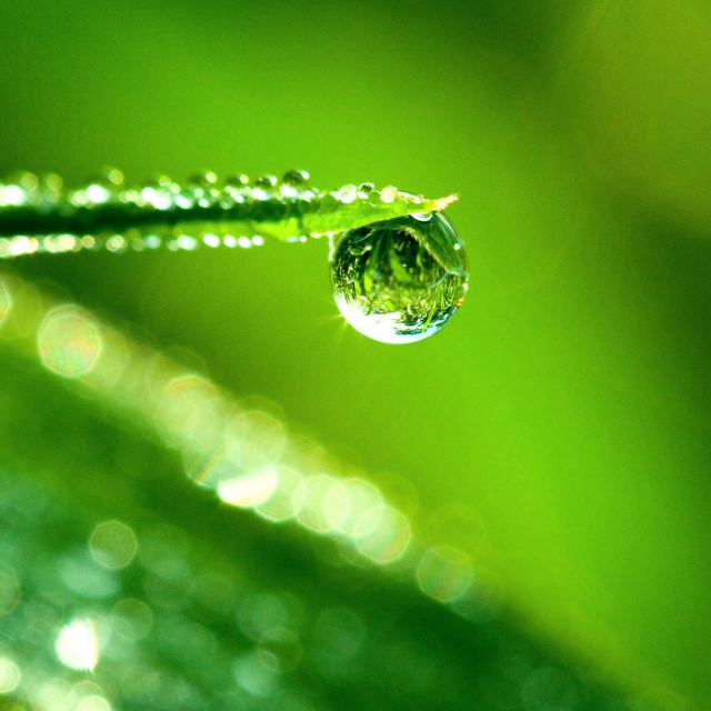 Water drop green leaf blurry #2 free wallpaper for tablet - medium preview image