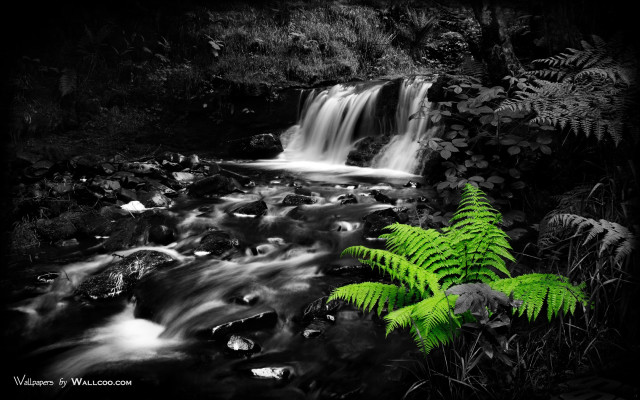 Fern stream waterfall blackandwhite nature free wallpaper for desktop - medium preview image