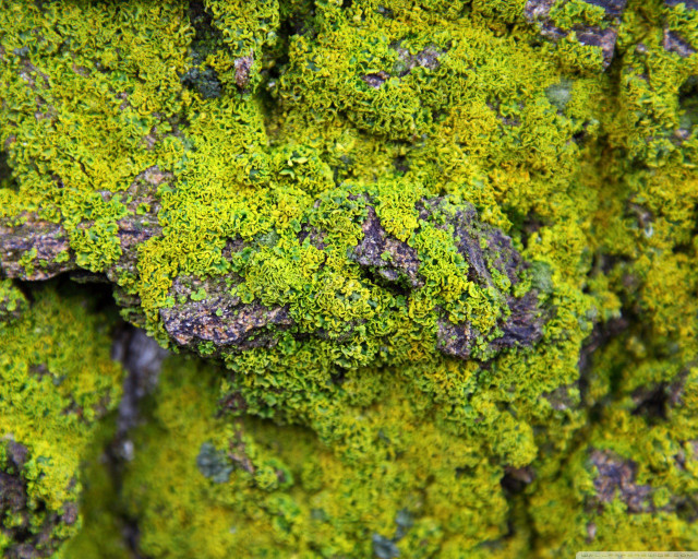 Mossy surface small rocks bird free wallpaper for desktop - medium preview image