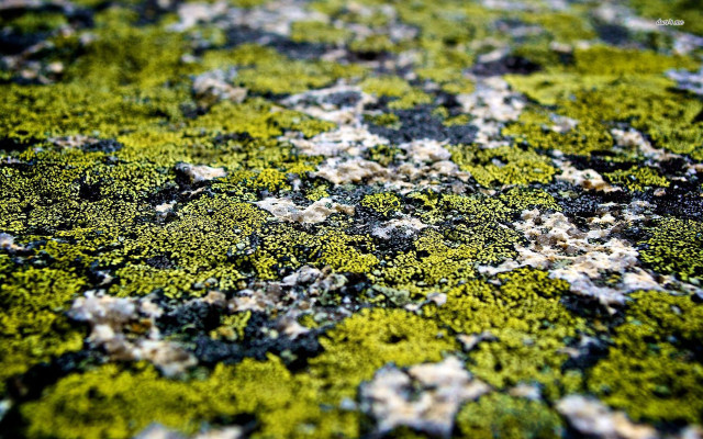 Moss whiteflowers greenplant nature macro free wallpaper for desktop - medium preview image
