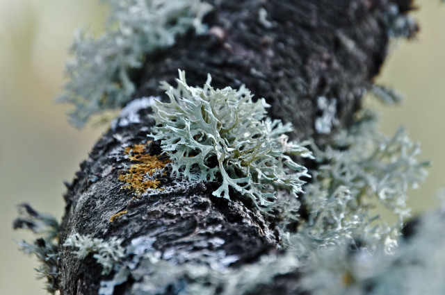Tree moss lichen yellow white free wallpaper for desktop - medium preview image
