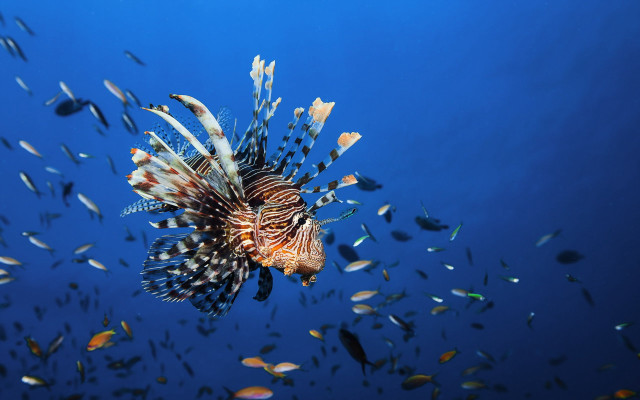 Lionfish swimming ocean surrounded fish free wallpaper for desktop - medium preview image