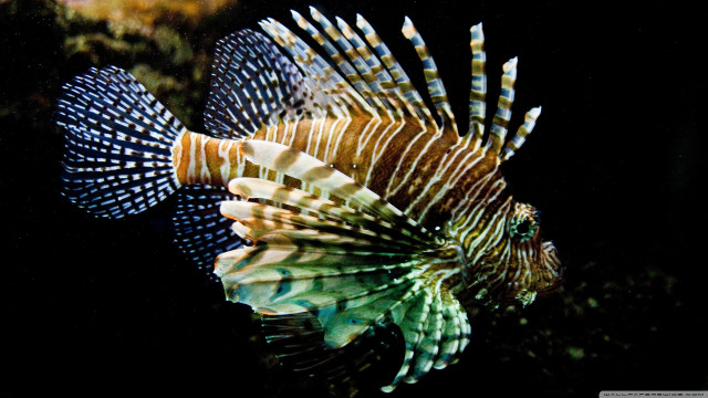 Lionfish swimming water head turned free wallpaper for desktop - medium preview image