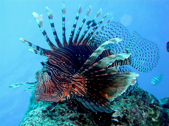 Lionfish swims coral reef ocean free wallpaper for desktop - medium preview image