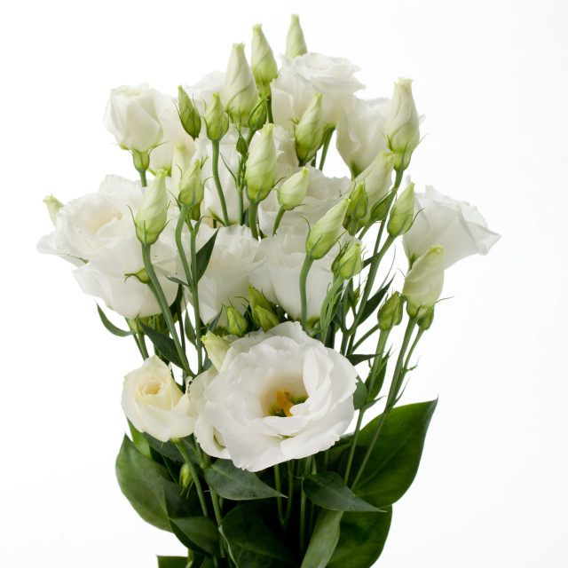 Vase white flowers table white free wallpaper for tablet - medium preview image