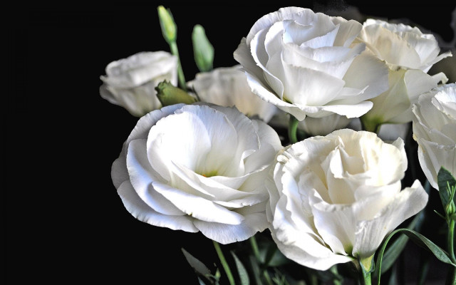 White flowers vase tabletop black free wallpaper for desktop - medium preview image