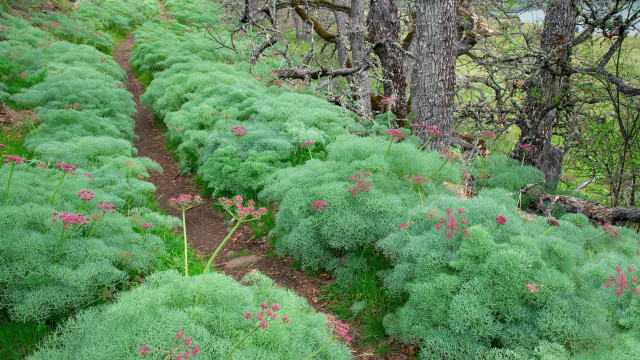 Lush green forest path flowers #2 free wallpaper for desktop - medium preview image