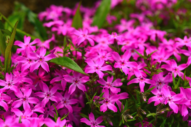Pink flowers grass green leaves free wallpaper for desktop - medium preview image