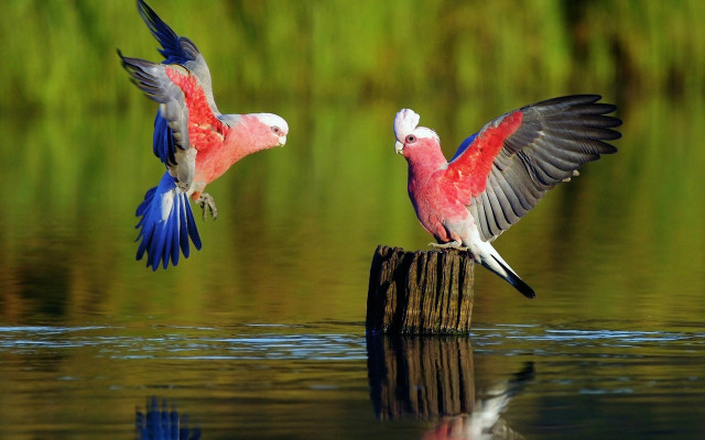 Two birds flying water wings free wallpaper for desktop - medium preview image