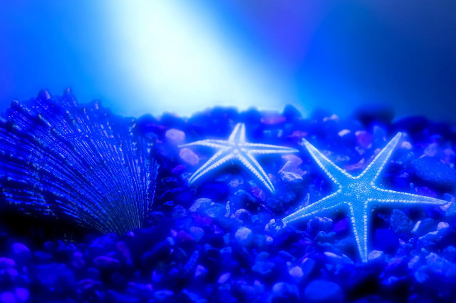 Starfish blue sea urchin aquarium free wallpaper for desktop - medium preview image