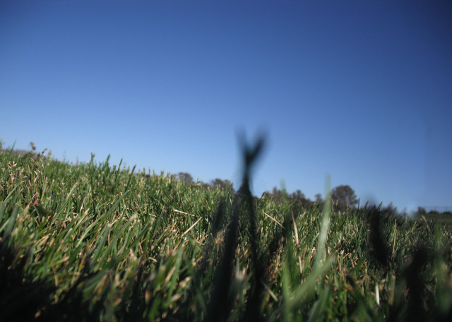 Blurry grassy field blue sky free wallpaper for desktop - medium preview image