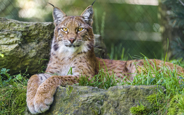 Lynx sitting rock zoo enclosure free wallpaper for desktop - medium preview image