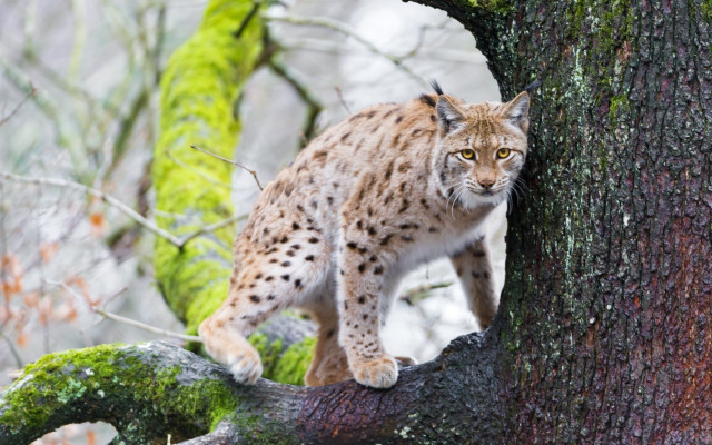 Lynx tree branch forest mossy free wallpaper for desktop - medium preview image