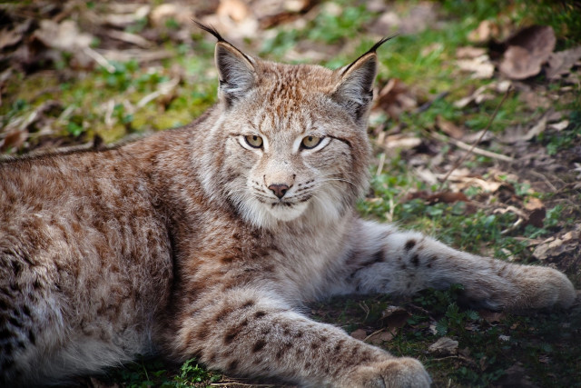 Lynx laying sad eyes open free wallpaper for desktop - medium preview image