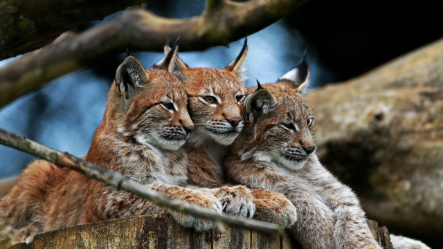 Lynx cubs tree stump forest free wallpaper for desktop - medium preview image