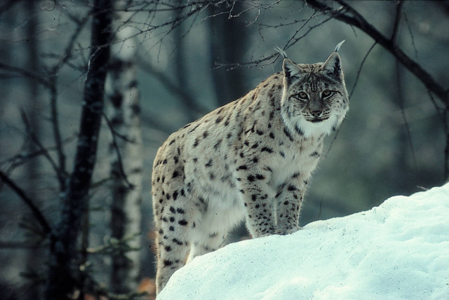 Lynx snowy hill woods trees free wallpaper for desktop - medium preview image