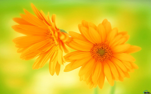 Yellow flowers vase tabletop green free wallpaper for desktop - medium preview image