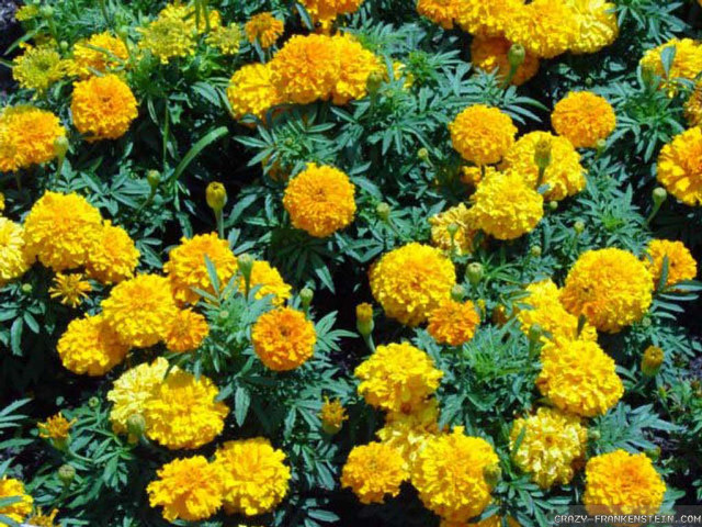 Yellow flowers garden green leaves free wallpaper for desktop - medium preview image