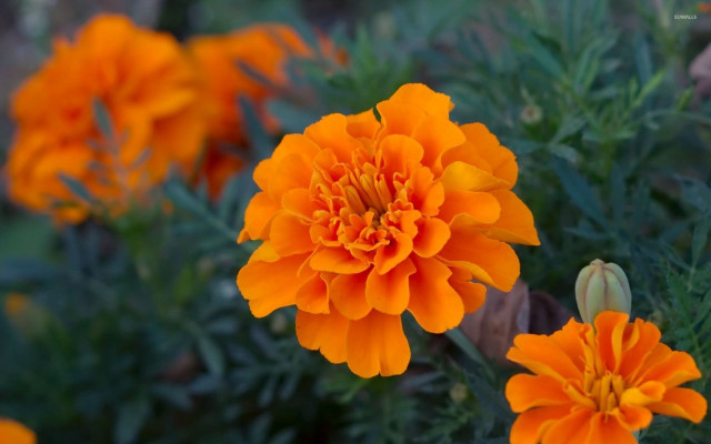 Close up flower background blurry free wallpaper for desktop - medium preview image