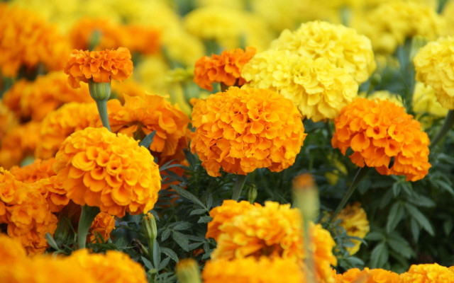 Field yellow orange flowers green free wallpaper for desktop - medium preview image