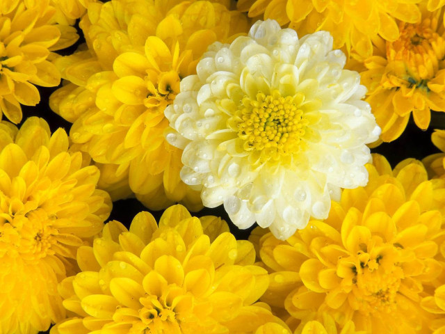 Yellow flower closeup water droplets free wallpaper for desktop - medium preview image