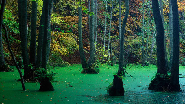 Swamp green algae trees leaves free wallpaper for desktop - medium preview image