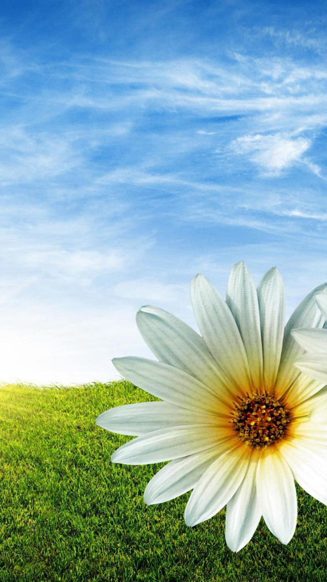 White flower yellow center green #5 free wallpaper for mobile - medium preview image