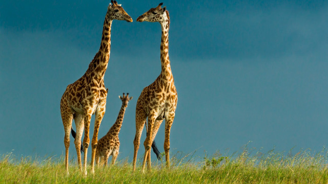 Giraffes grassy field sky camera free wallpaper for desktop - medium preview image