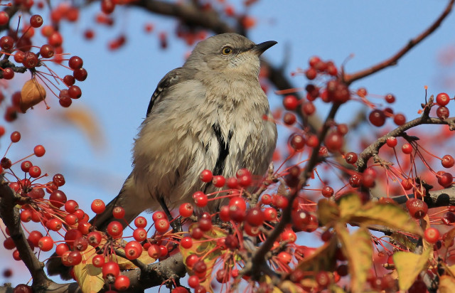 Bird branch tree berries leaves free wallpaper for desktop - medium preview image
