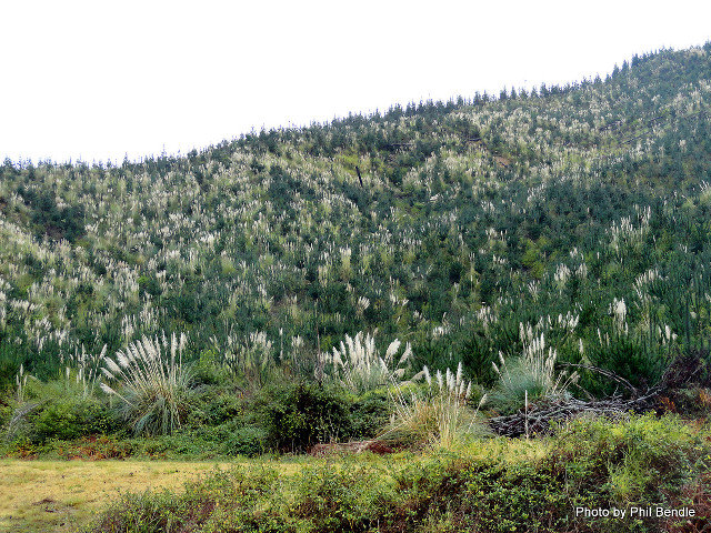 Mountain trees cow grass bushes free wallpaper for desktop - medium preview image