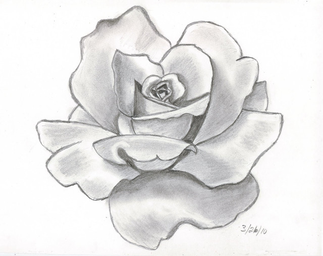 Rose black outline drawing white free wallpaper for desktop - medium preview image